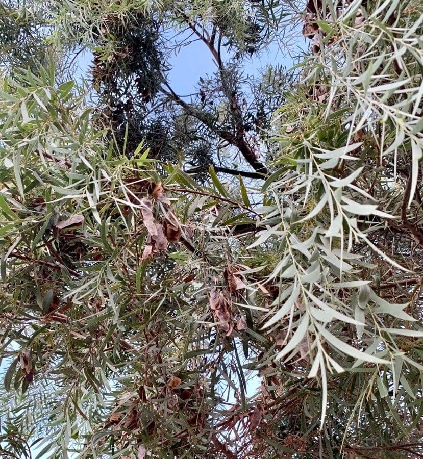 Acacia pendula