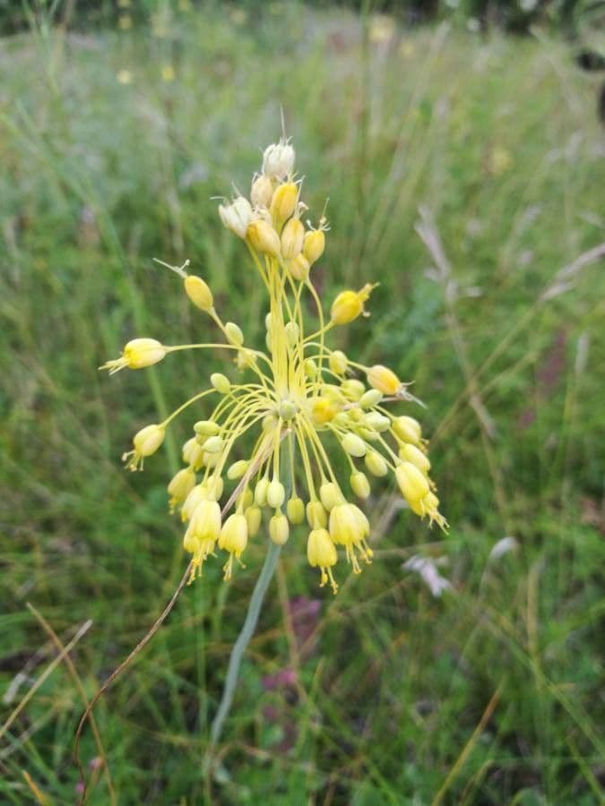 Ail jaune 7