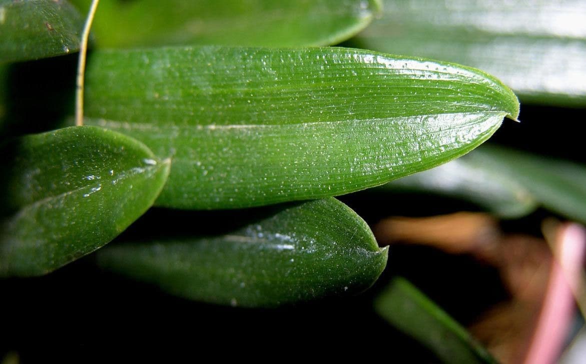 Maxillaria 9