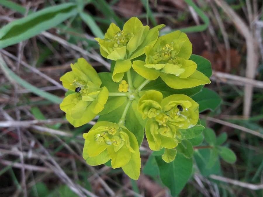 Euforbia bionda 7