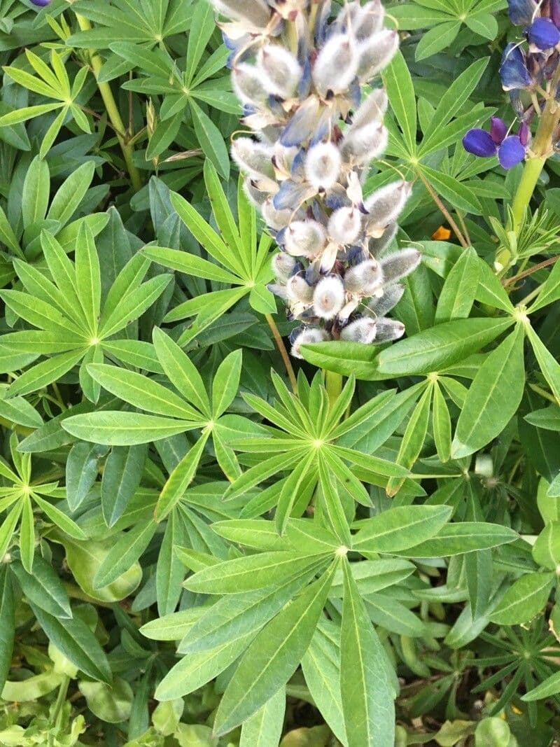 Nootka-Lupine 12