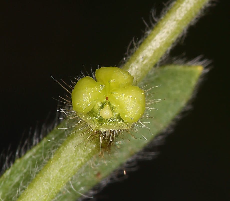 Plagiobothrys 5
