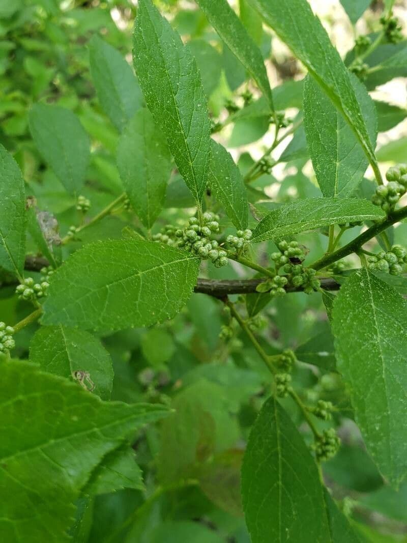 Houx verticillé 8