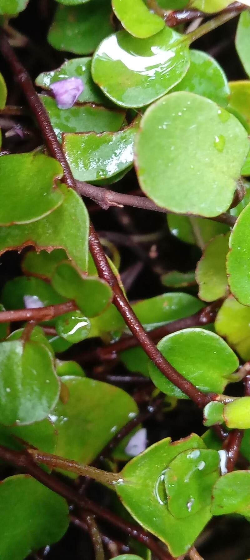 Muehlenbeckia complexa 23