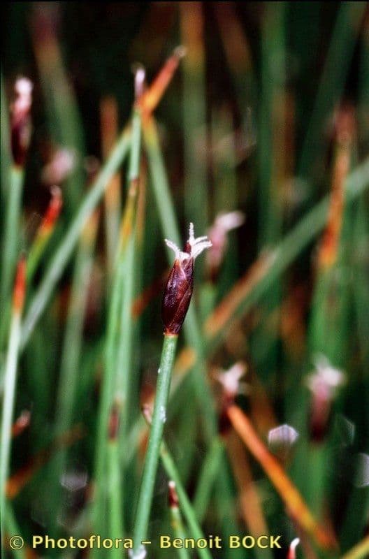Giunco compressa 2