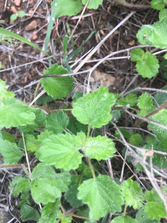 Acalypha monostachya 14