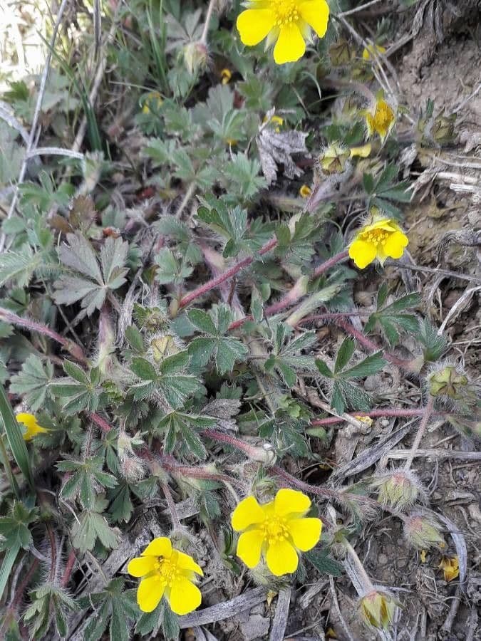 Cincoenrama de primavera 18