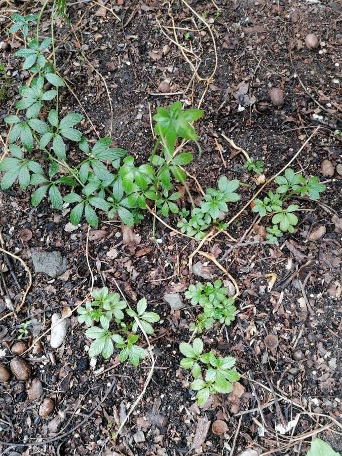 Gynostemma pentaphyllum 7