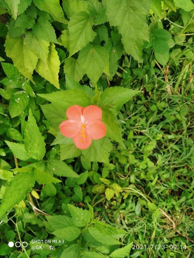 Hibiskus 5