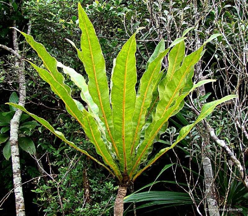 Meryta 6