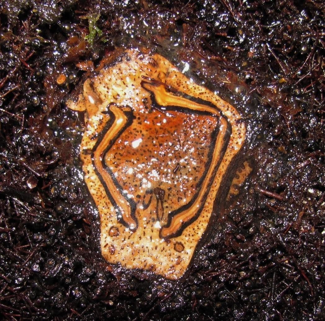 Paproć drzewiasta 6