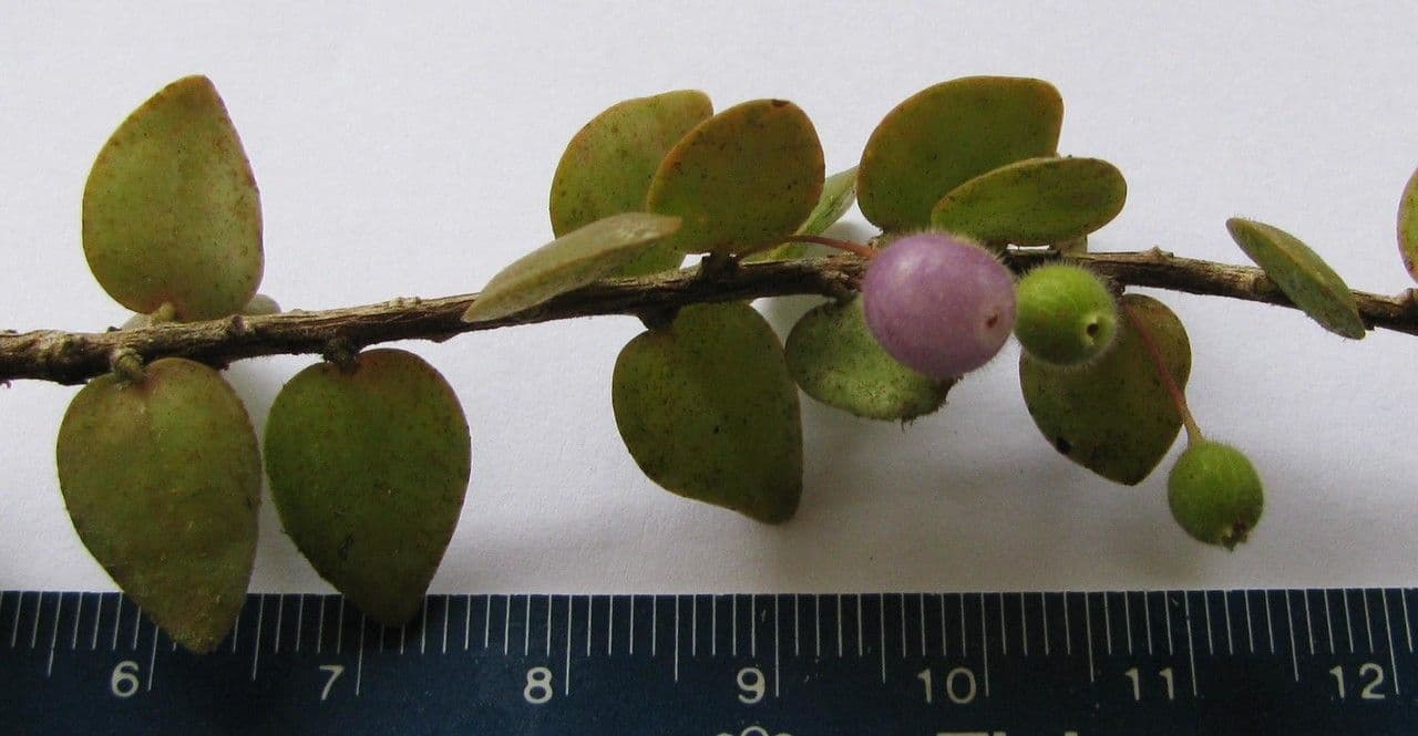 Sphyrospermum 13