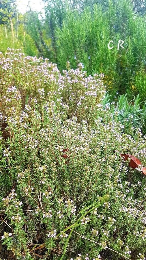 Thym à odeur de cumin 2