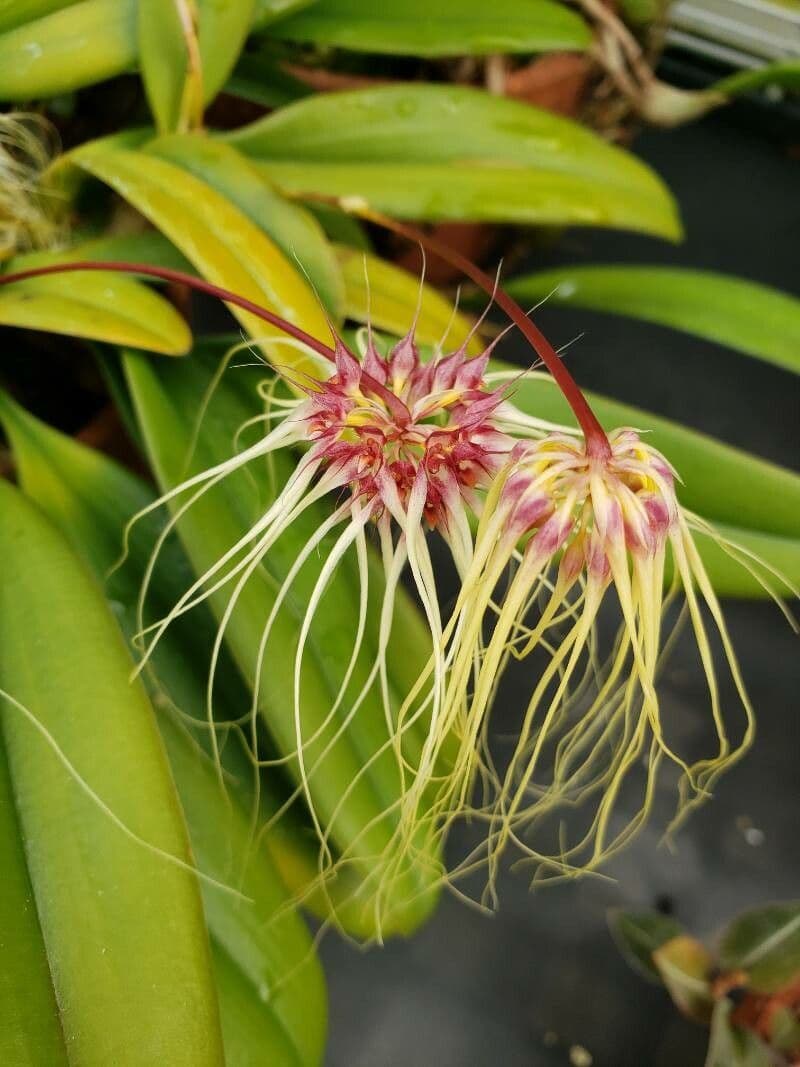 Bulbophyllum
