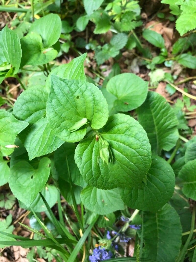 Viola mirabile 8