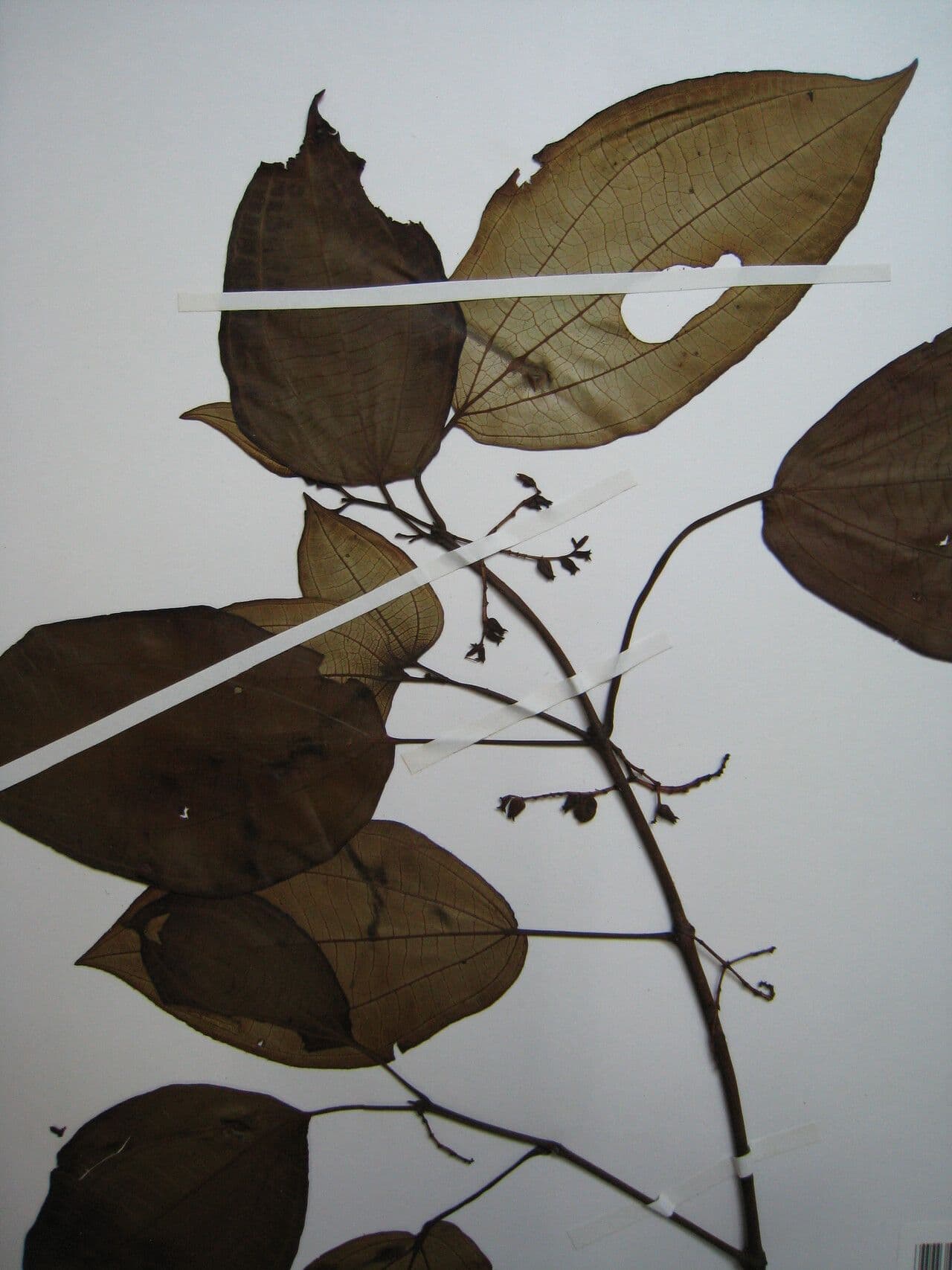 Miconia
