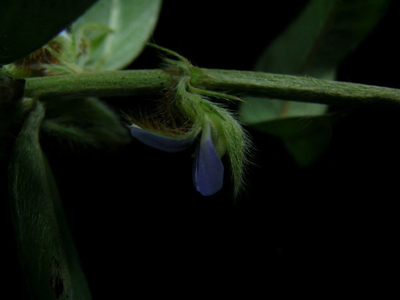 Rattlebox 5