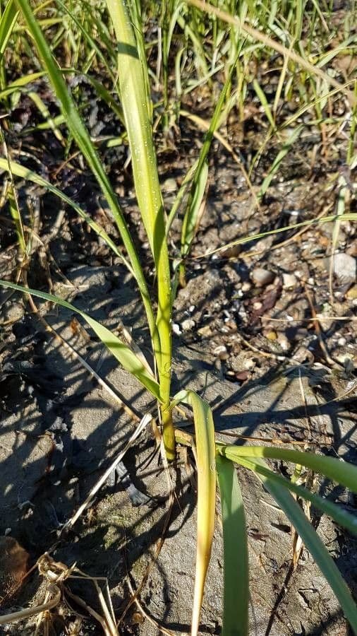 Smooth cordgrass 16