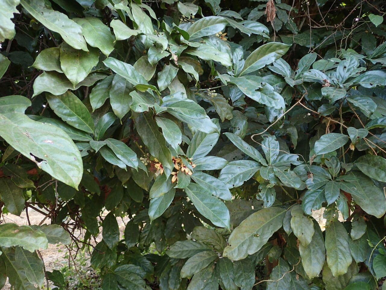 Cola 18