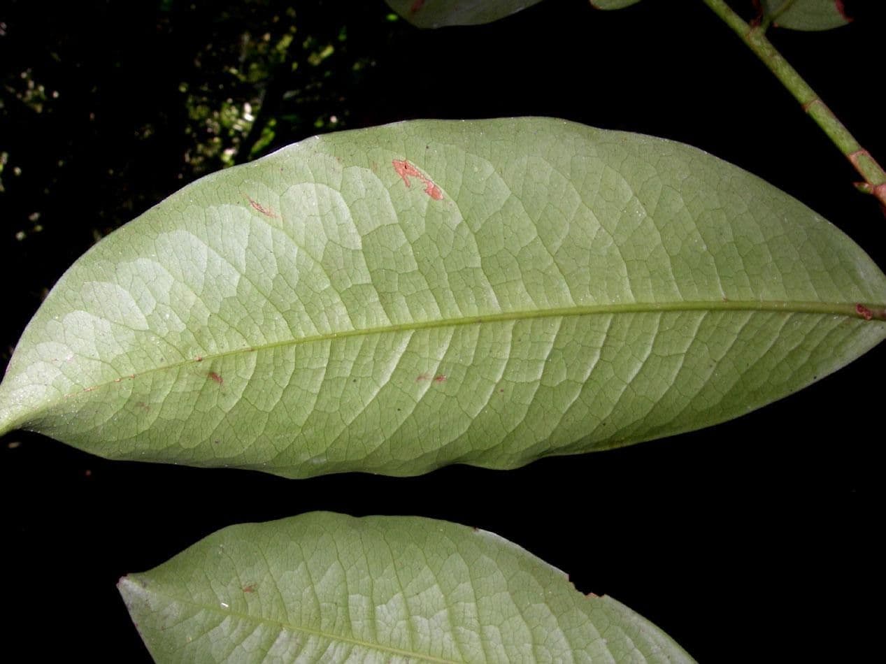 Erythroxylum 14