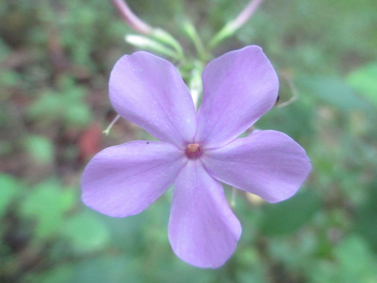 Großblättrige Flammenblume