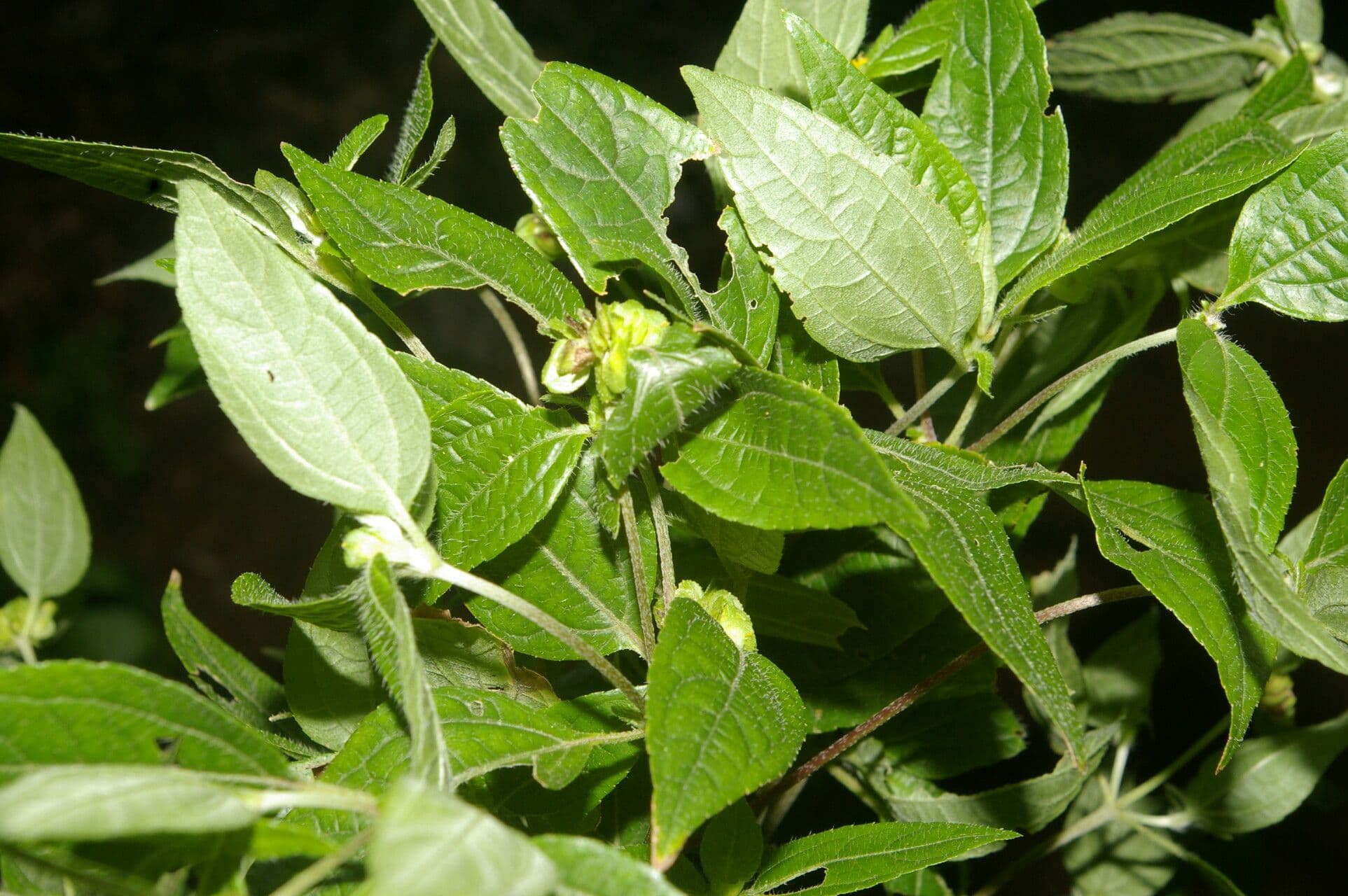 Delilia biflora 8