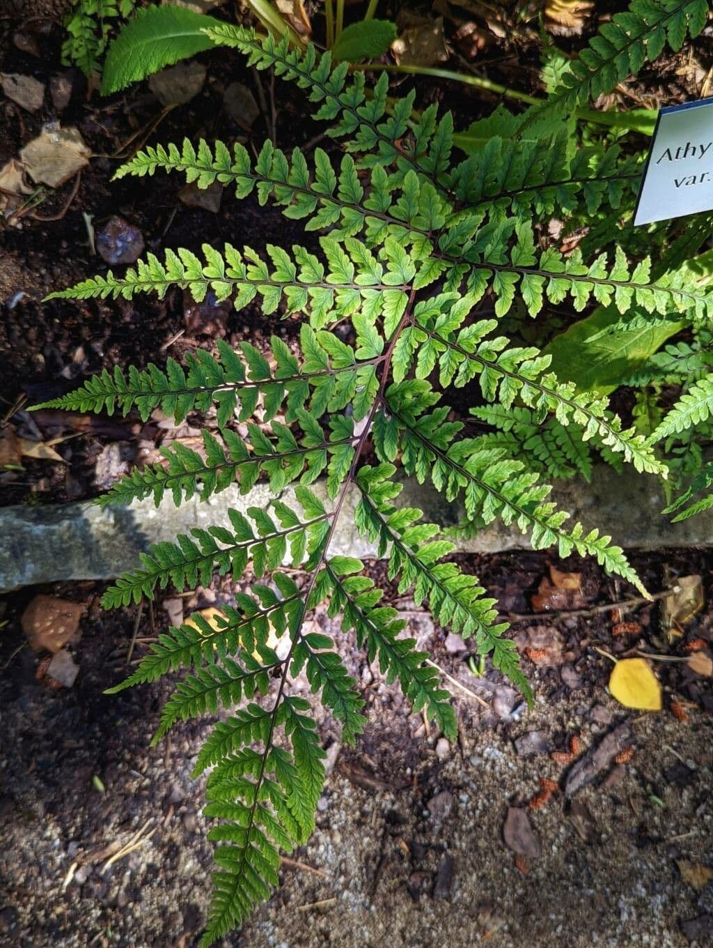 Athyrium 8