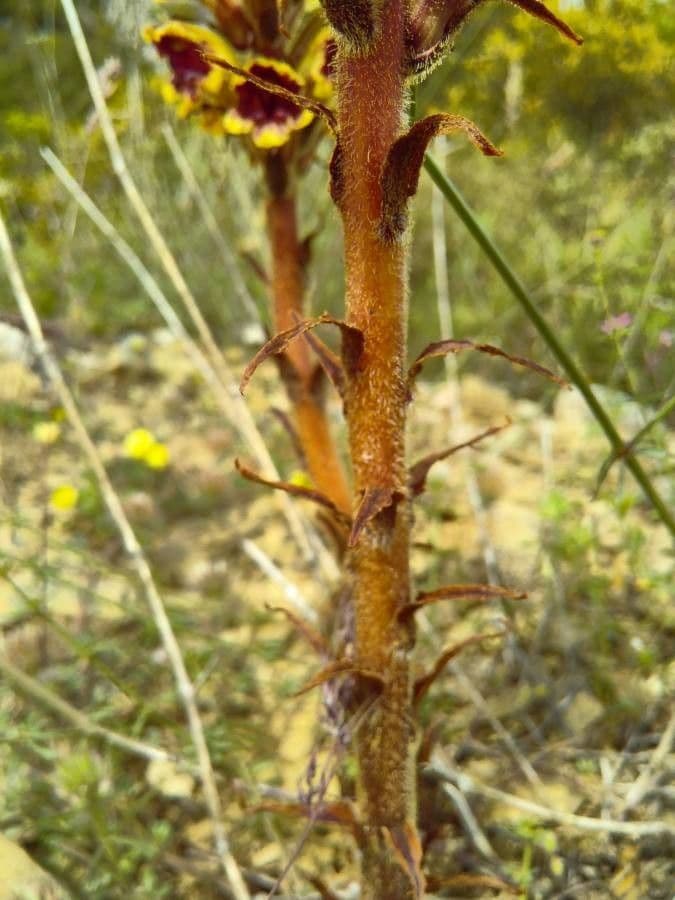 Succiamele gracile 21