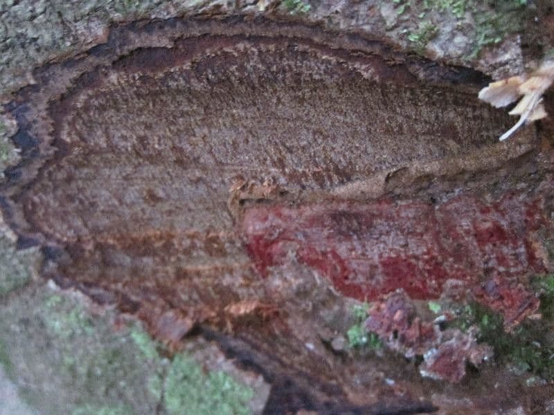 Licania 23