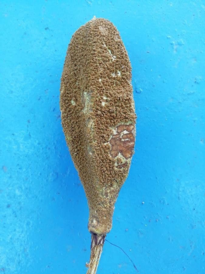 Pterospermum