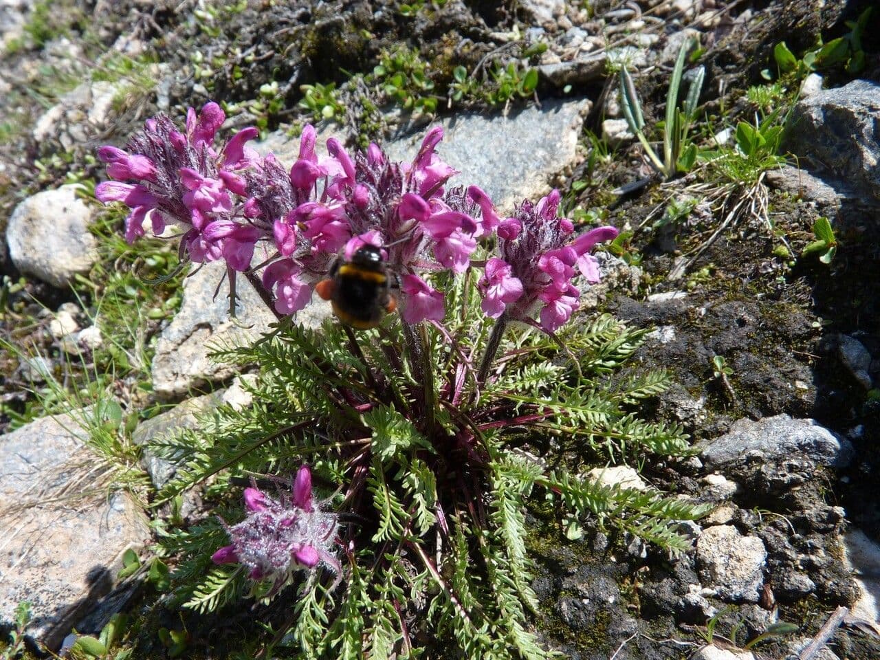 Pedicularis rosea 20