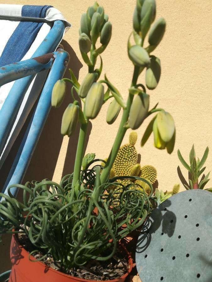 Albuca 3
