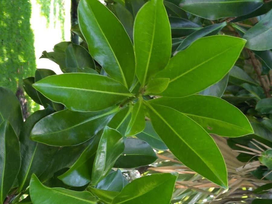 Ardisia 13
