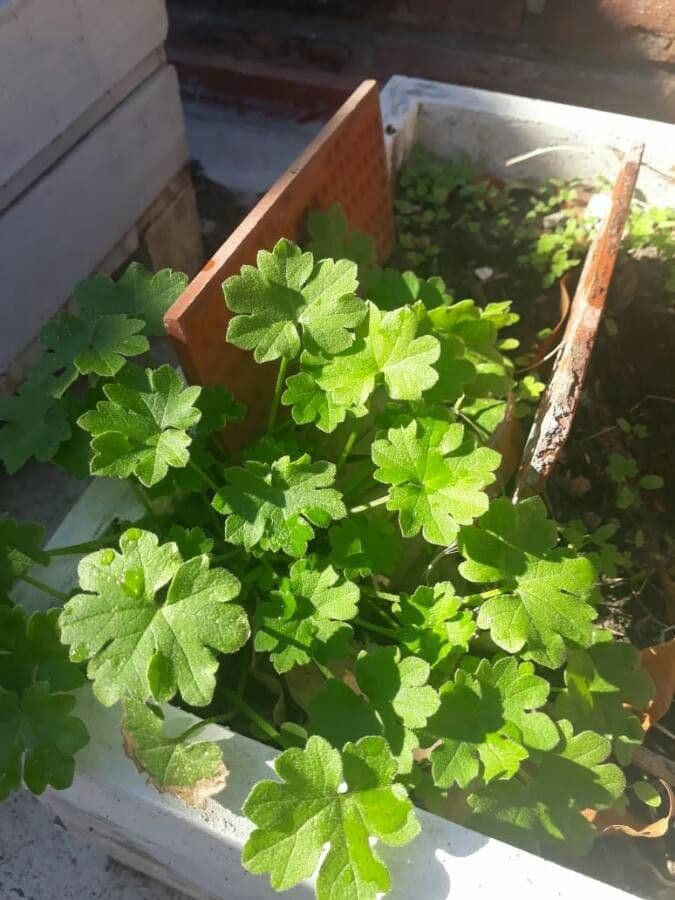 Graue Bowlesia 9