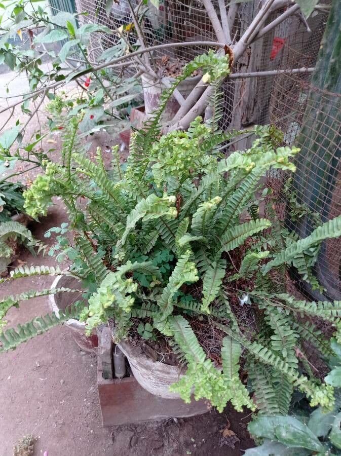 Nephrolepis cordifolia 23