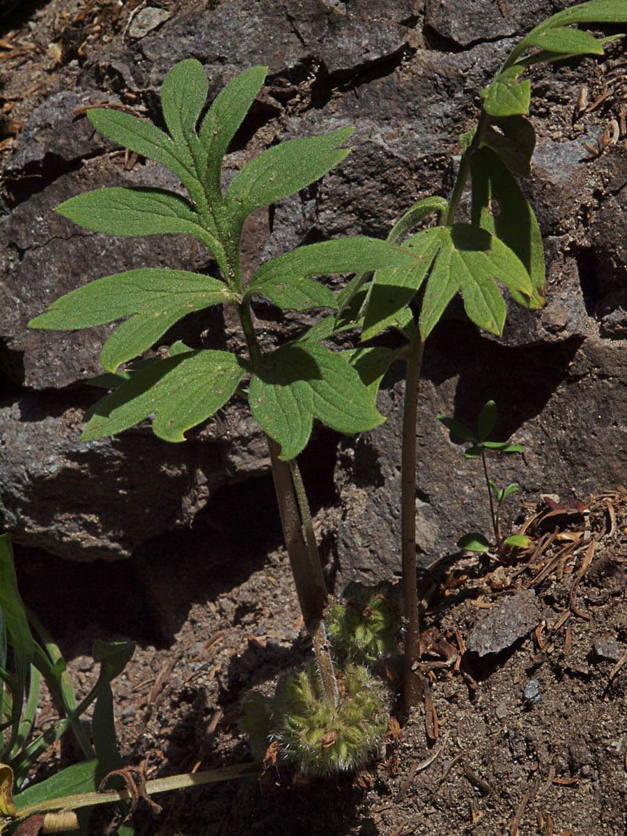 Hydrophyllum 11