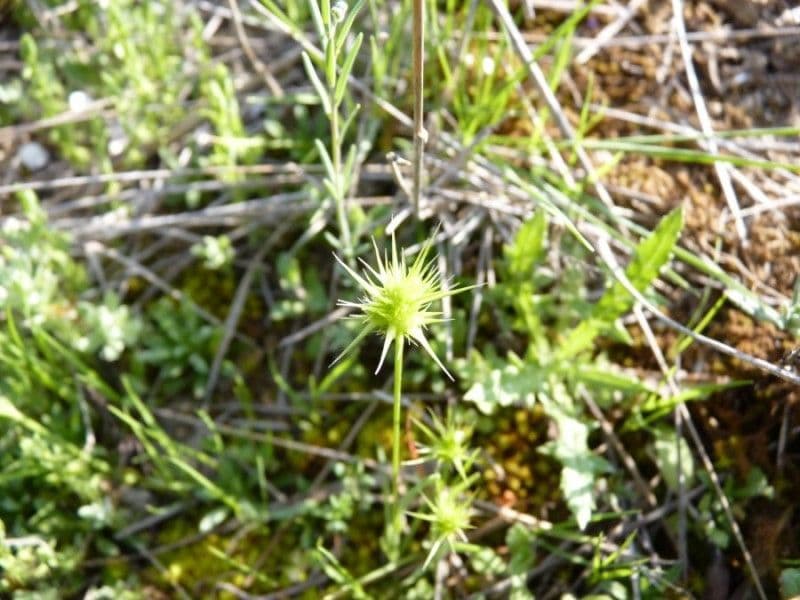 Echinaria capitata 13