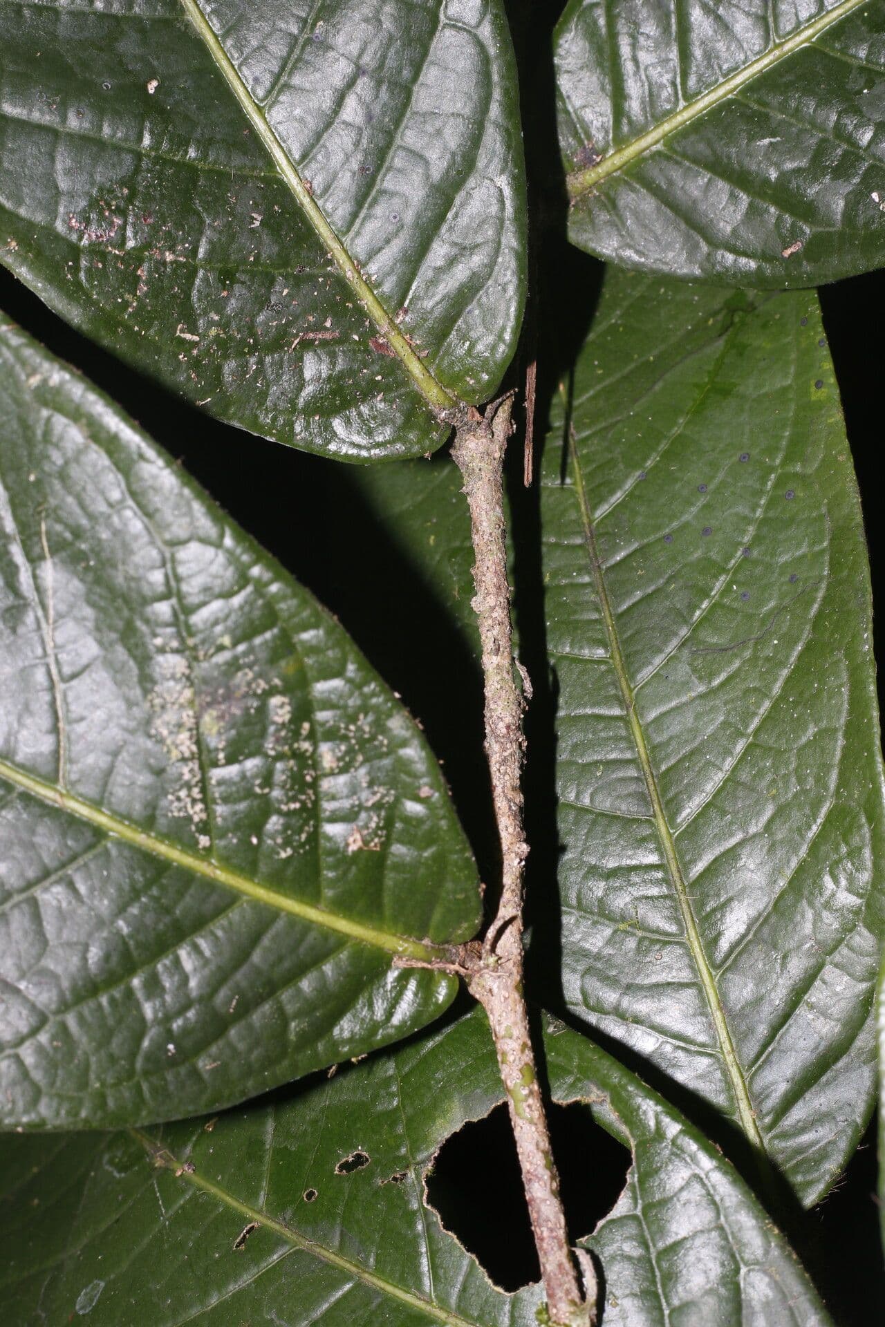 Hirtella guatemalense