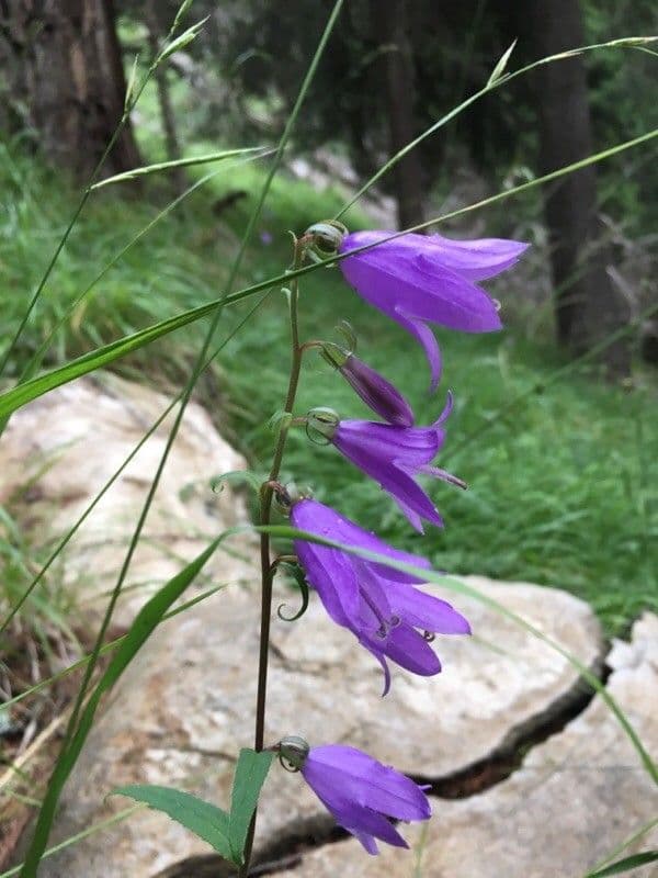 Acker-Glockenblume 10