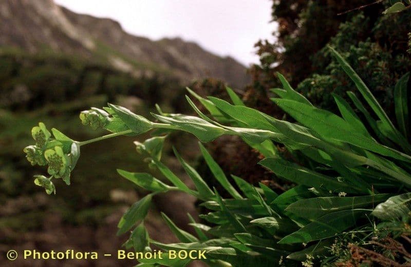 Bupleurum angulosum 21