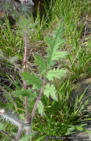 Phacelia cicutaria 13