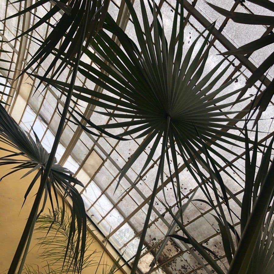 Coccothrinax 3