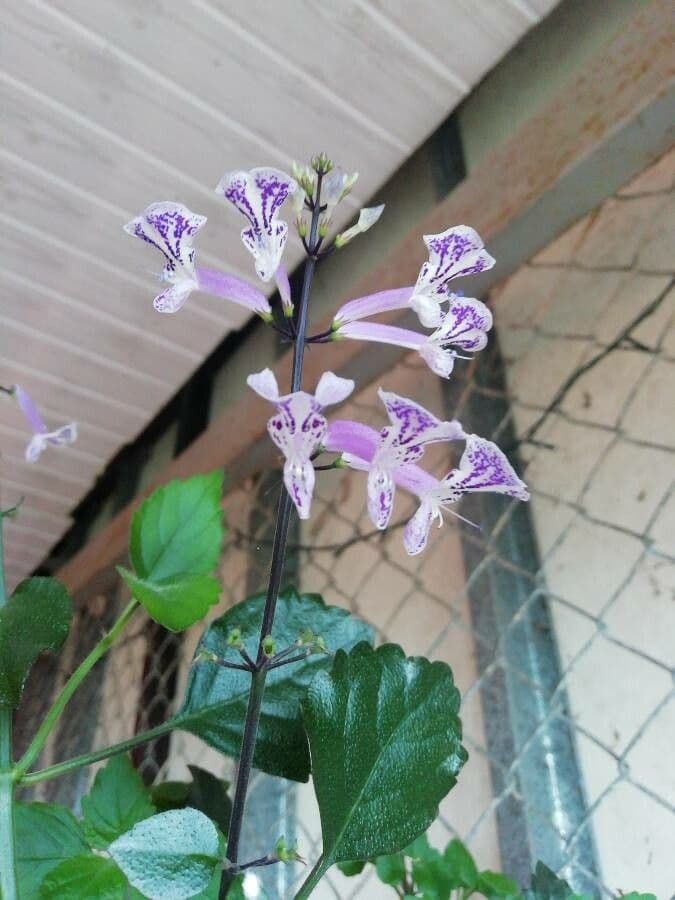 Plectranthus