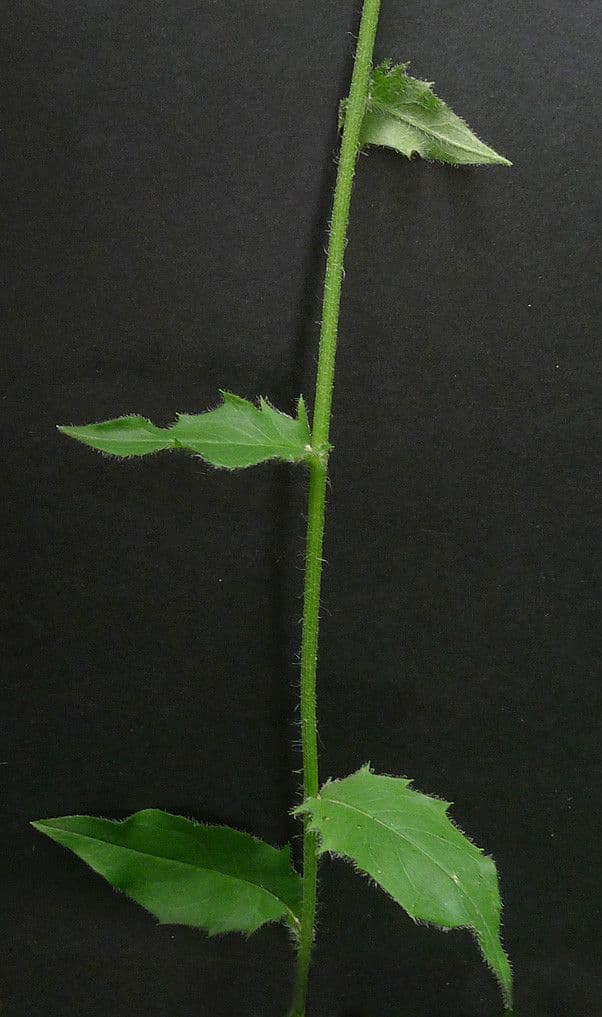 Lachenals Habichtskraut 24