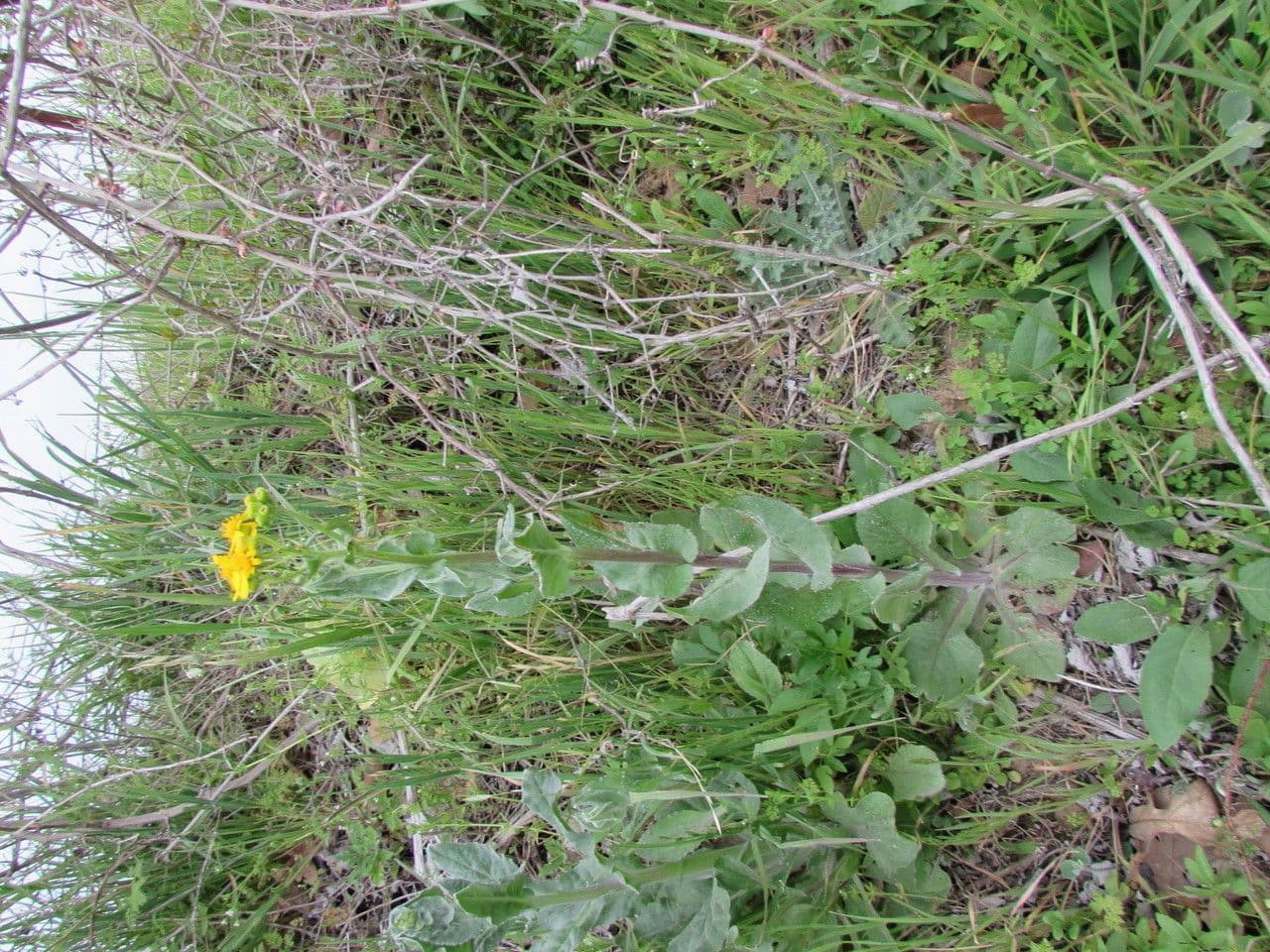 Senecio 7