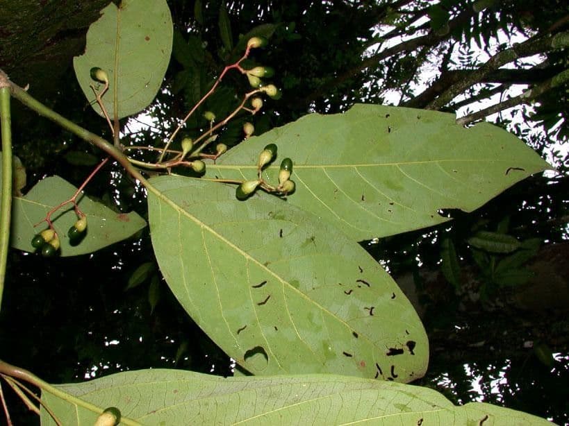 Aiouea 10