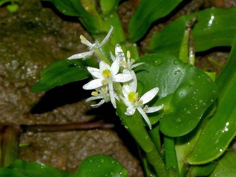 Heteranthera