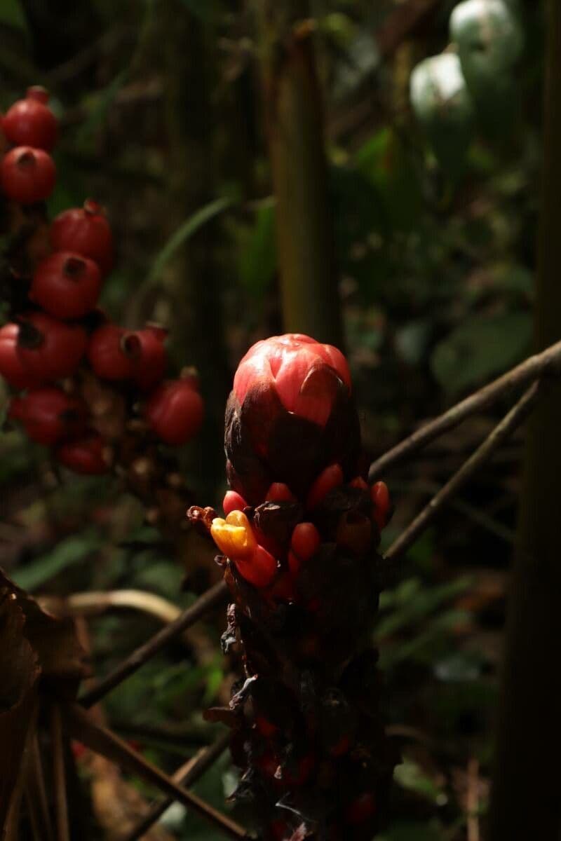 Renealmia 9