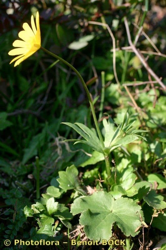 Anemone palmata 22