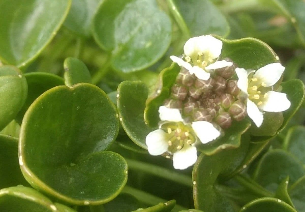 Cochlearia pyrenaica 10